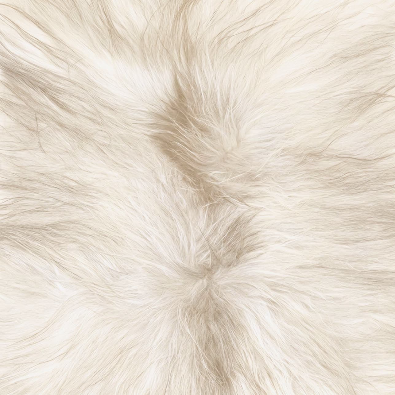 Détail d'une peau de mouton style islandais, coloris ivoire, mêlant poils courts et plus longs